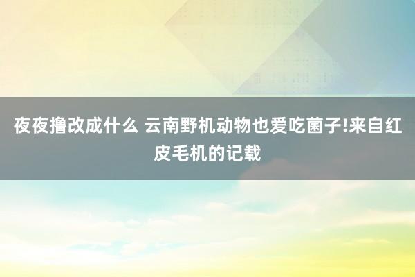 夜夜撸改成什么 云南野机动物也爱吃菌子!来自红皮毛机的记载