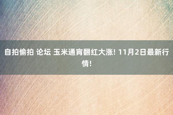 自拍偷拍 论坛 玉米通宵翻红大涨! 11月2日最新行情!